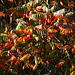 20131024 3054RAw [D~LIP] Herbstfarben, Landschaftsgarten, Bad Salzuflen