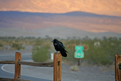 Raven At Stovepipe Wells (3431)