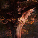 20131024 3061RAw [D~LIP] Baum, Landschaftsgarten, Bad Salzuflen