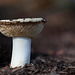 Stumpy White and Cream Mushroom