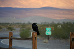 Raven At Stovepipe Wells (3432)
