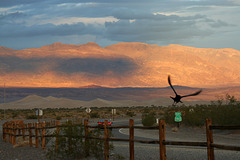Raven At Stovepipe Wells (3433)