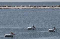 Salton Sea Pelicans (0825a)
