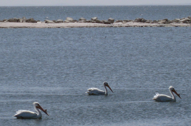 Salton Sea Pelicans (0825a)