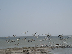 Bombay Beach Pelicans (0843a)