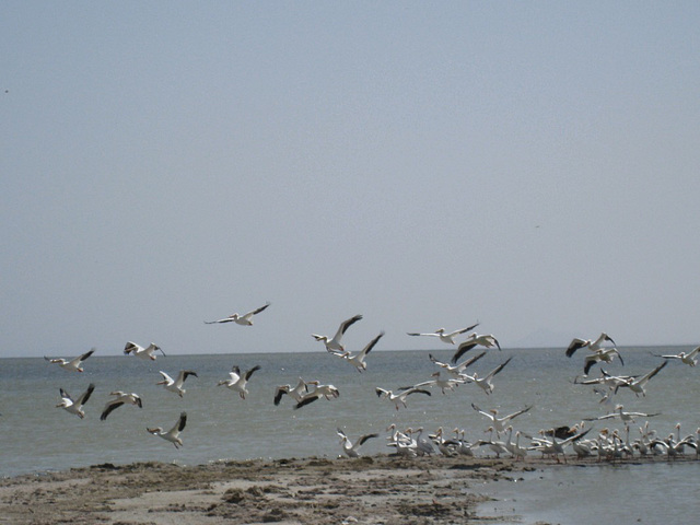 Bombay Beach Pelicans (0843a) Bombay Beach Pelicans (0843a)