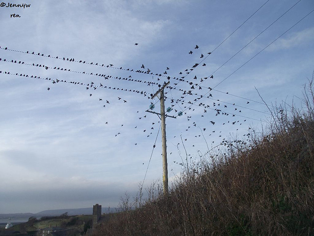 There were lots of birds and when they all flew together it was with a flourish