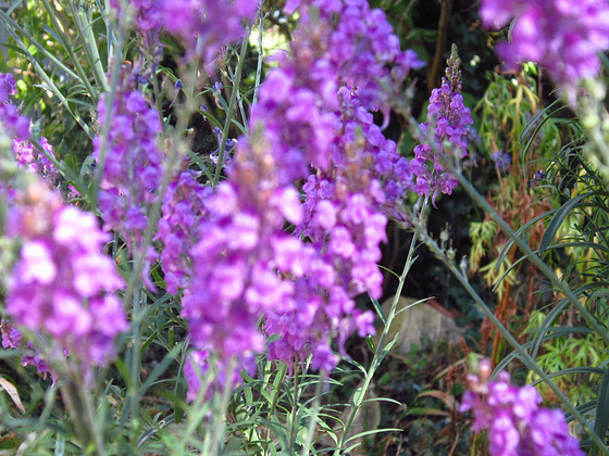 The purple toadflax flourished this year