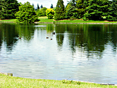Tokoroa's Lake Moana-nui