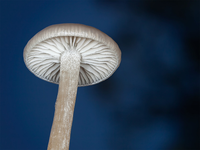 The Sunday Challenge--Minimalism: Glowing Mushroom Cap