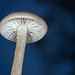 The Sunday Challenge--Minimalism: Glowing Mushroom Cap