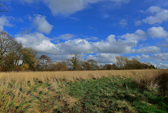 Fields near Haughton, Stafforshire