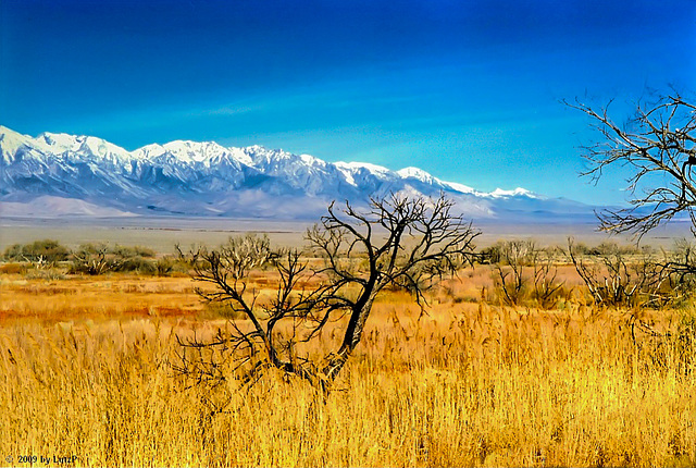 Owens Valley and High Sierra near Manzanar, Febr. 1990 (300°)