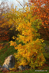 Young Oak's autumn colouring