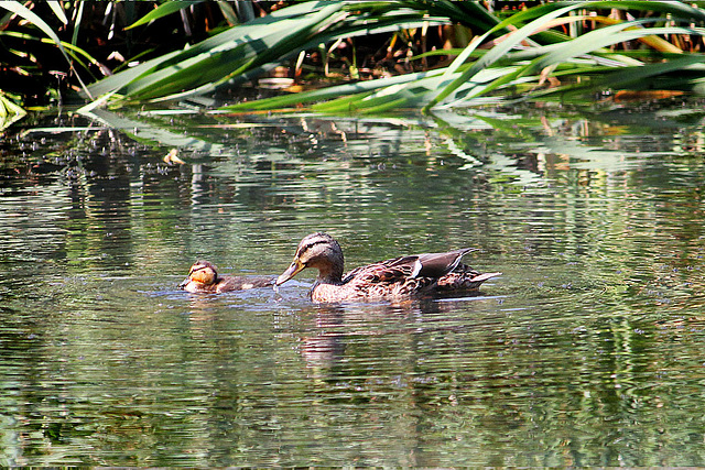 Mallard duck & duckling - East Blatchington Pond - 22.7.2013