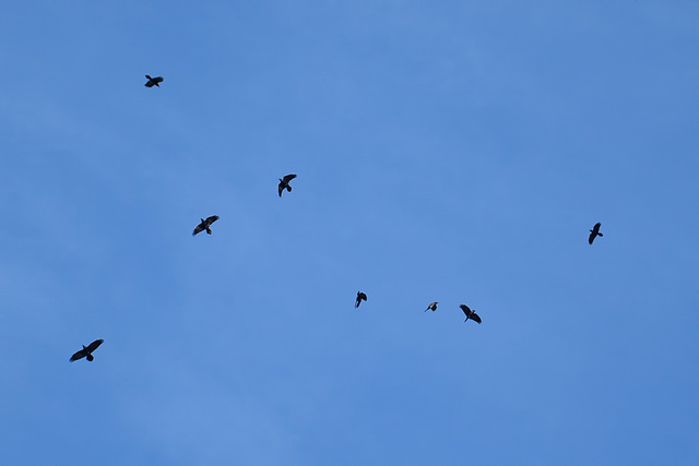 Over My Head...Is This a Murder of Crows or a Conspiracy of Ravens?