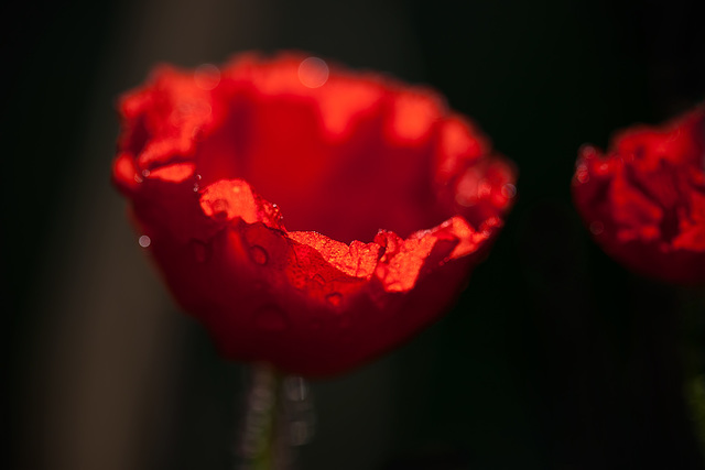 313/365: “We owe our World War veterans - and all our veterans - a debt we can never fully repay.” ~ Doc Hastings