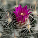 20131204 3113RMw [D~LIP] Kugel-Kaktus, Bad Salzuflen