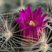 20131204 3114RMw [D~LIP] Kugel-Kaktus, Bad Salzuflen