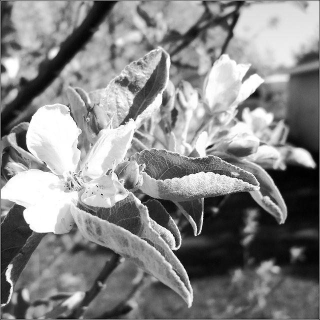 Easter Morning Apple Blossom