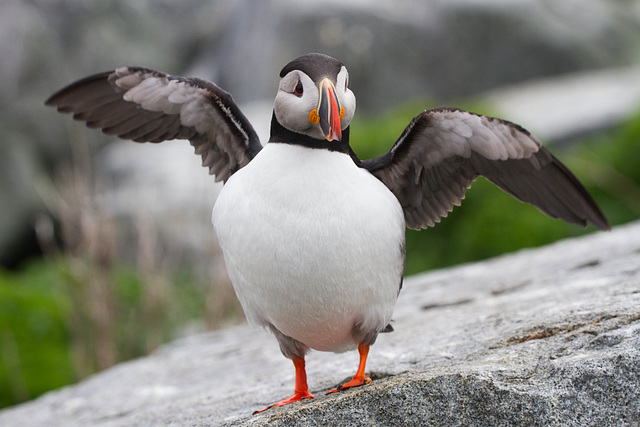 Puffin Wings