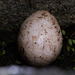Atlantic Puffin Egg