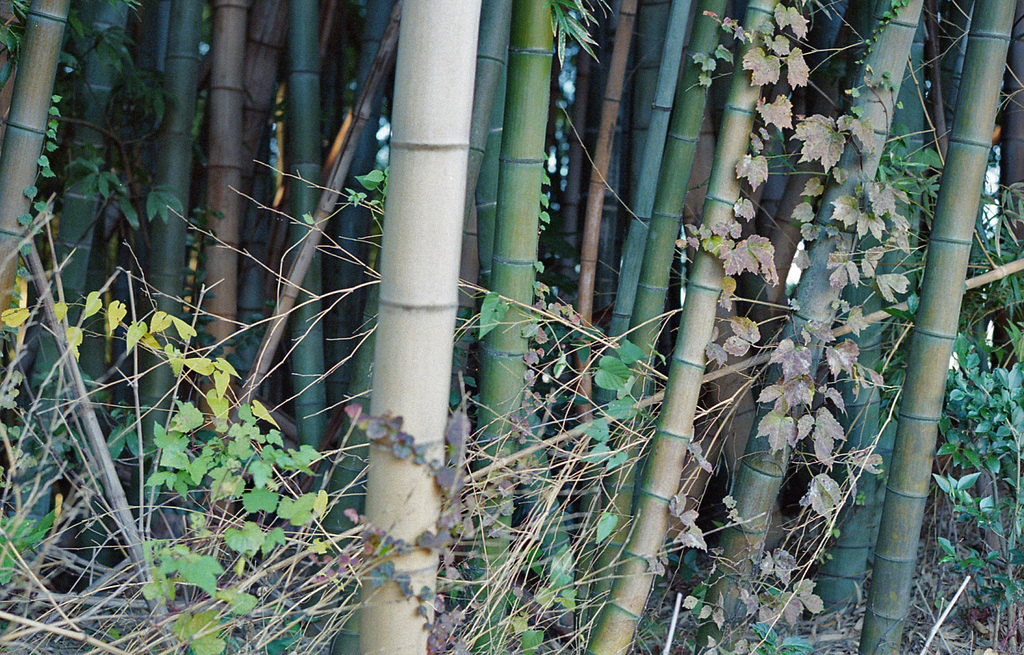 Bamboo_2