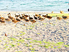 A flock at Lake Taupo
