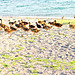 A flock at Lake Taupo