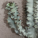 Euphorbe erythraea variegata