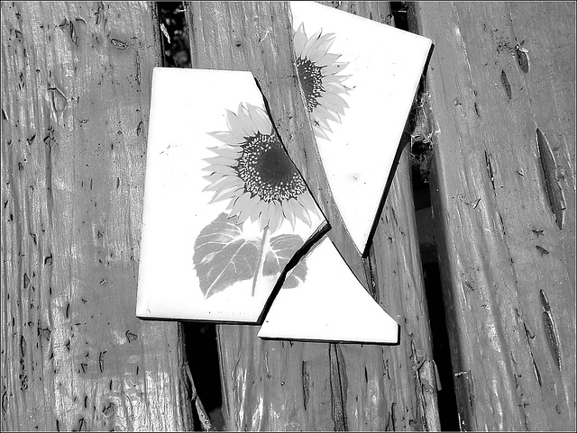 The Broken Sunflower