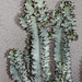 Euphorbe erythraea variegata