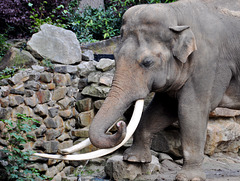 Emmen Zoo – Elephant