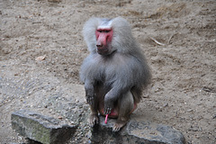 Emmen Zoo – Baboon with something on his mind