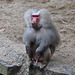 Emmen Zoo – Baboon with something on his mind