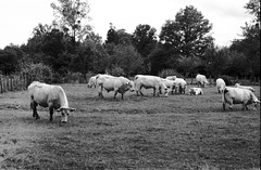 France 2012 – Cows