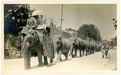 Circus Elephants on Parade
