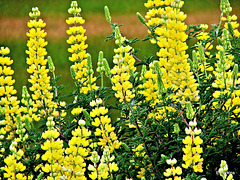 Yellow lupins