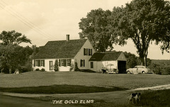 The Gold Elms