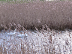 burnham marshes, norfolk coast
