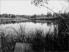 Swan on the Pond