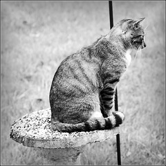 Now There's a (Different) Cat on the Pedestal Feeder!