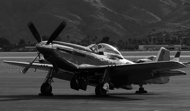 Portrait of a Mustang (1M) - 30 November 2013
