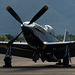 Portrait of a Mustang (4) - 30 November 2013