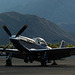 Portrait of a Mustang (6) - 30 November 2013