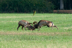 Fallow Stags (a)