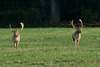 Fallow Stags parallel walking