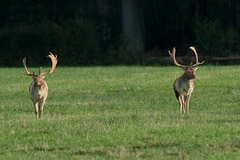 Fallow Stags parallel walking
