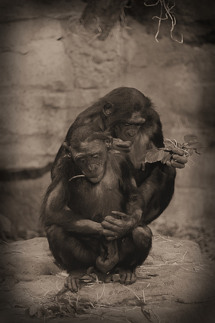 Bonobos (Zoo Frankfurt)