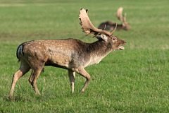 Fallow Stag (c)